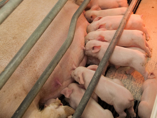 Porcine epidemic diarrhea virus is an animal disease that does not affect the food supply. It is highly contagious and can quickly sweep through a sow barn. (DTN file photo by Jim Patrico)